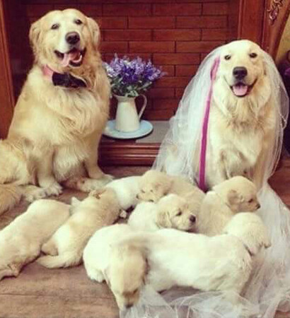 golden retriever, cute and puppy