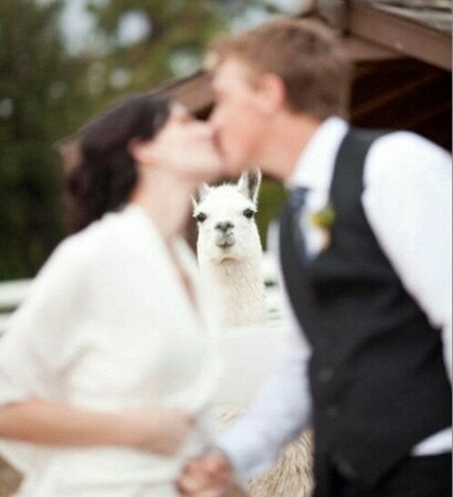 humor, lama and haha