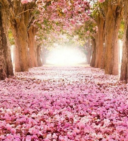 traveling, nature and trees