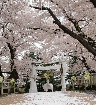 spring, 桜 and ウェディング
