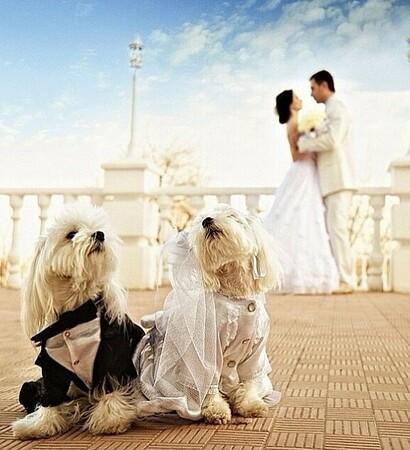love, amor and romance