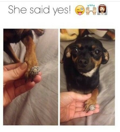 happy, dog and yes