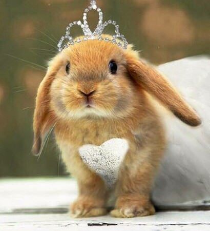 dress, cute and sweet