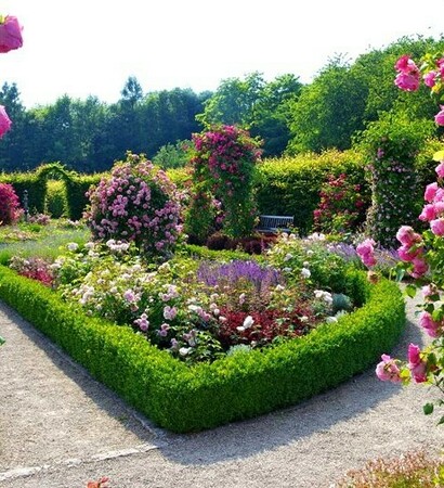 roses, courtyard and garden