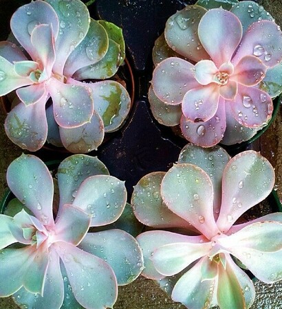 many, flower and cactus