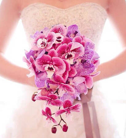 pink, orchids and flowers