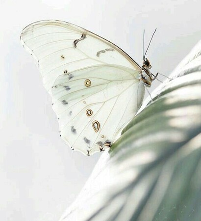 butterfly, butterflies and hipster