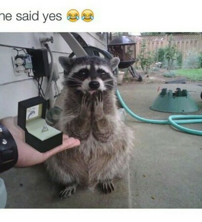 racoon, love and funny