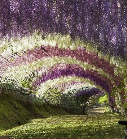 heart, pretty and blossoms
