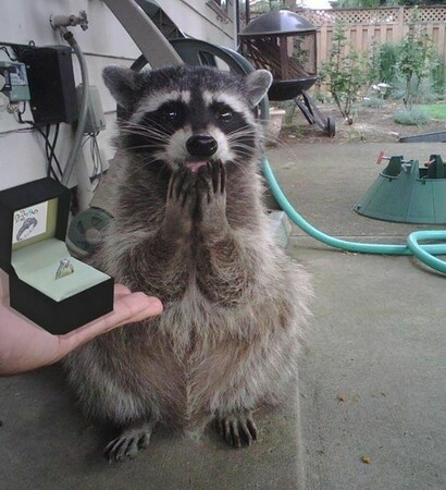 ring, funny and marriage