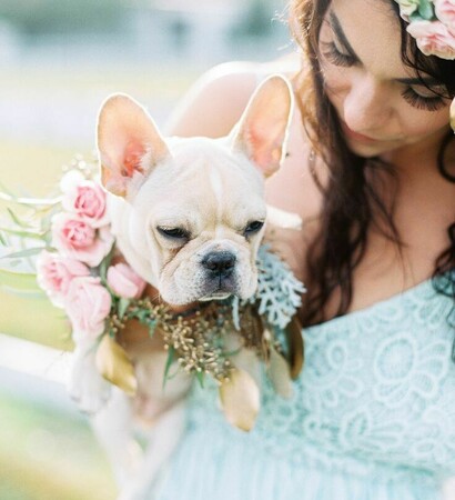 flower, bulldog and happy