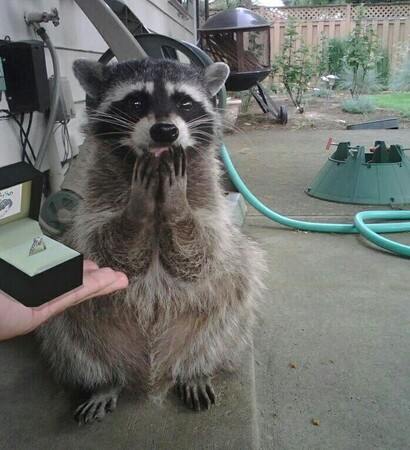 raccoon, wedding+ring and animals