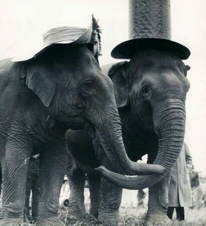 couple, married and hats