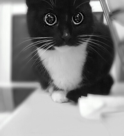 raw, cute and kitten