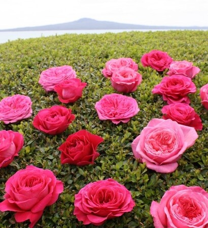 flowers, roses and decor