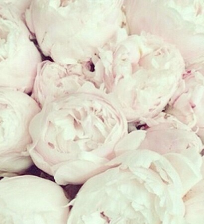 flower, inspo and flowers