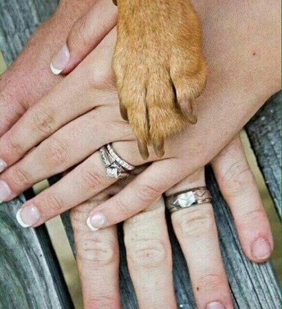 cute, ring and pets