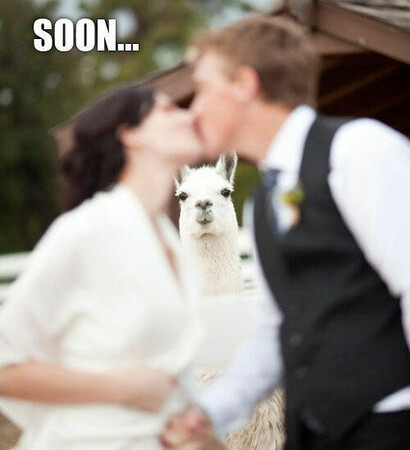 funny, HAHAHA and lol