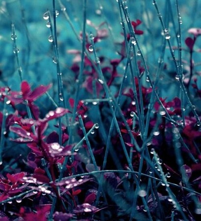 nature, roses and purple