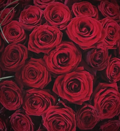 surprise, red and follow me