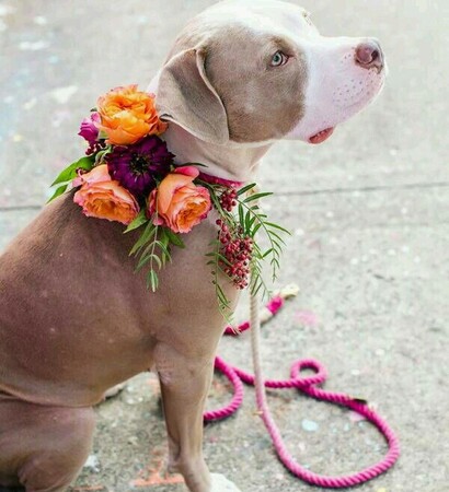 pets, adorable and photography