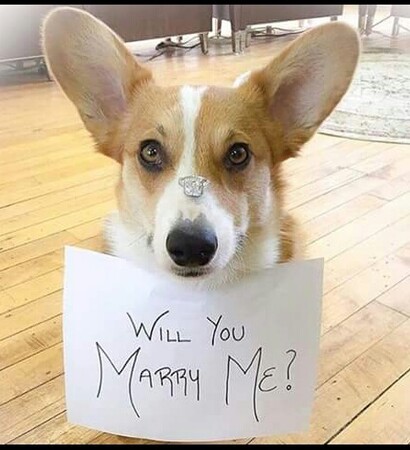animals, cute and propose