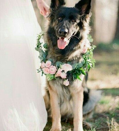 adorable, dog and pet