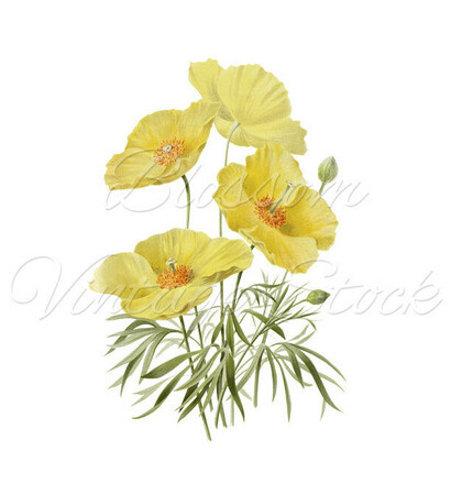 antique flowers, vintage and floral prints