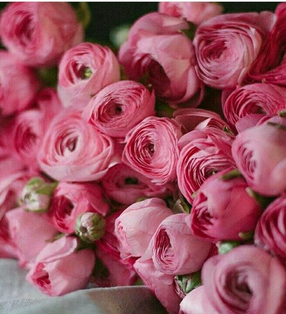 pions, love and pink