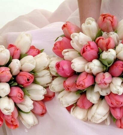 lovely, flower and tulips
