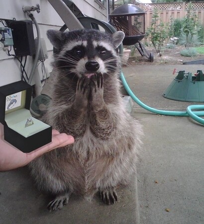 racoon, propose and ring