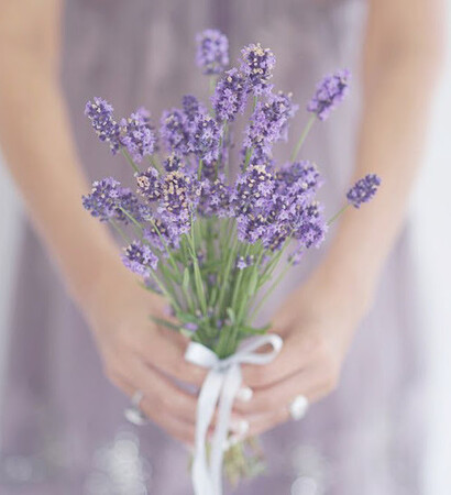 pampas grass bloom, purple and lavender flowers