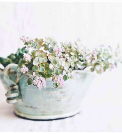 flowers, pflanzen and blumen