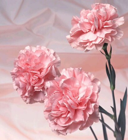 pink, pink carnation and romantic