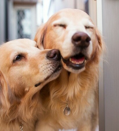 happy, good and dog