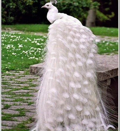 white, photo and beautiful