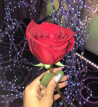 lights, perfect and rose