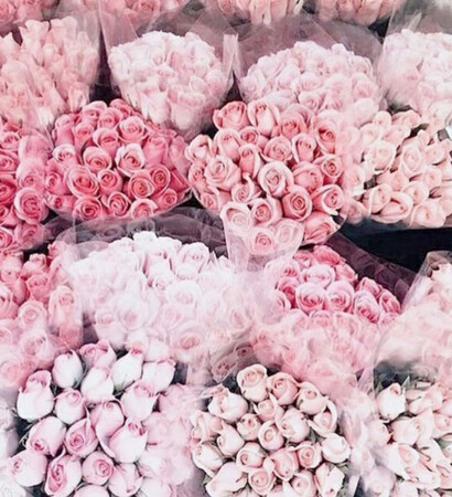 flowers, fleur and rose