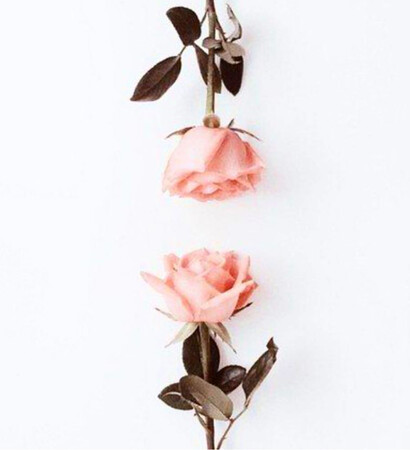 flower, fleur and flowers