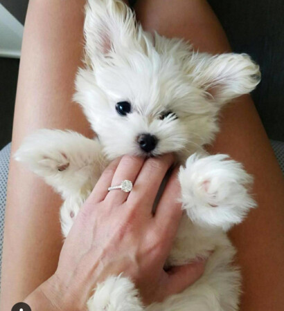 beautiful, puppy and engagement ring