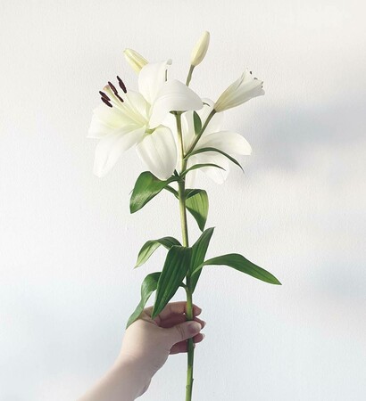 delicate flowers, white and floral