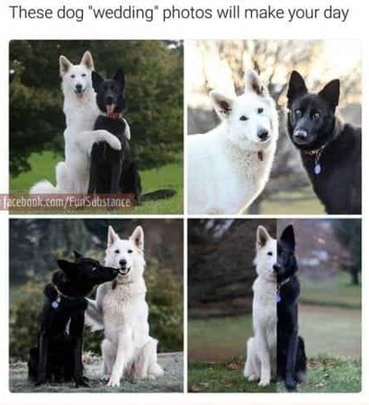 lol, quotes and doggo