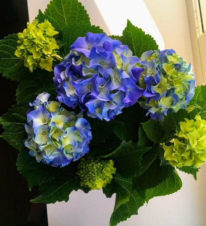 flower, hydrangeas and love