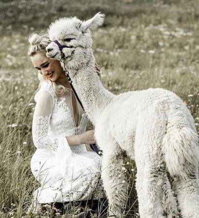 lama, animals and bride