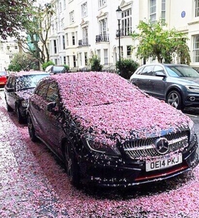 beautiful, flowers and flower