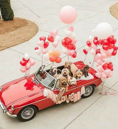 dogs, balloon and car