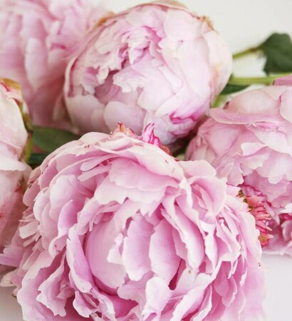 roses background, wedding flowers and roses