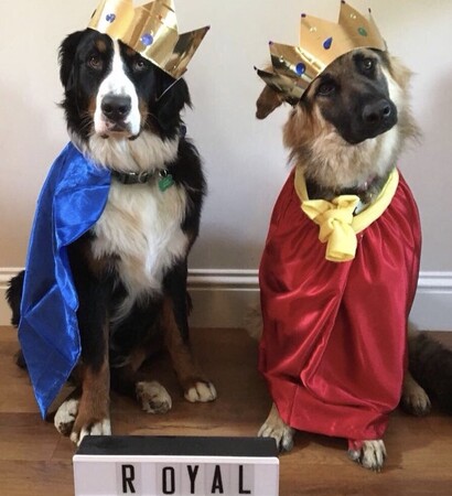 funny, dogs and royal wedding