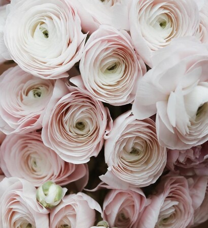 white, rose gold and ranunculuses