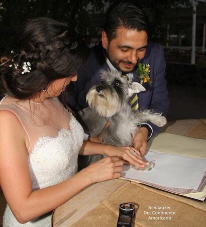 perro, dog and schnauzer
